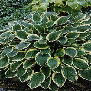 hosta-sosweet