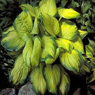 hosta-stainedglass