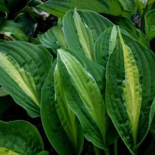 hosta-striptease