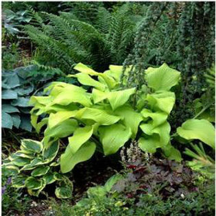 hosta-sunpower