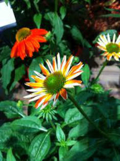 images (2)