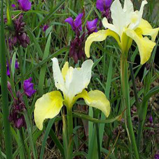 iris-buttersugar