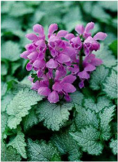 Lamium