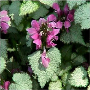 lamium-beaconsilver