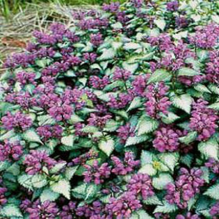 lamium-purpledragon