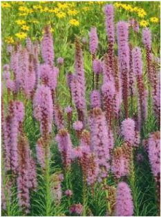 liatris