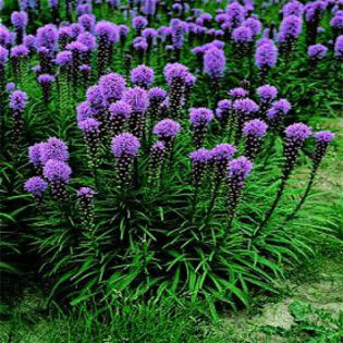 liatris-spicata