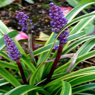 liriope-variegated - minuni ale naturii create de Dumnezeu 5