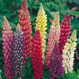 lupine-russelhybrids - minuni ale naturii create de Dumnezeu 5