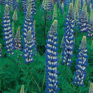 lupine-thegovenor - minuni ale naturii create de Dumnezeu 5