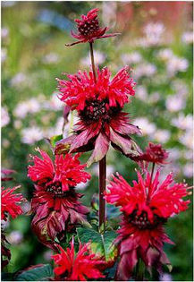 monarda - minuni ale naturii create de Dumnezeu 5