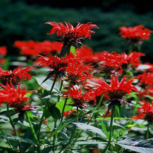 monarda-jacobcline