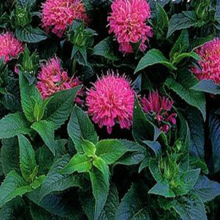 monarda-petitedelight2 - minuni ale naturii create de Dumnezeu 5