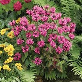 monarda-pinklace - minuni ale naturii create de Dumnezeu 5