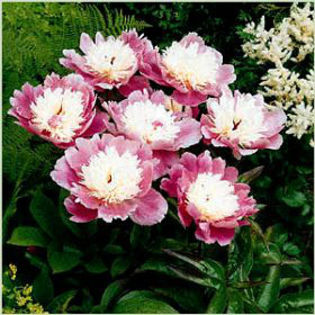 peony-bowlofbeauty - minuni ale naturii create de Dumnezeu 5