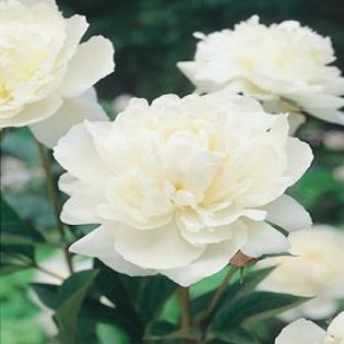 peony-duchess