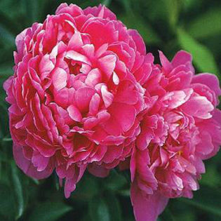 peony-kansas