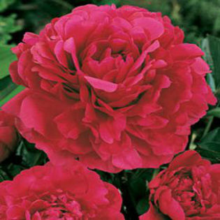 peony-karlrosenfield - minuni ale naturii create de Dumnezeu 5