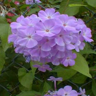 phlox-blueboy - minuni ale naturii create de Dumnezeu 5