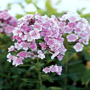 Phlox-FranzSchubert - minuni ale naturii create de Dumnezeu 5