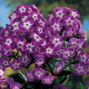 phlox-laura