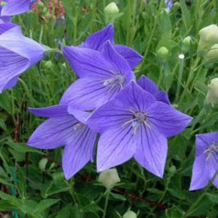 platycodon-fujiblue - minuni ale naturii create de Dumnezeu 5