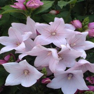 platycodon-fujipink - minuni ale naturii create de Dumnezeu 5