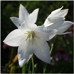 Platycodon-FujiWhite