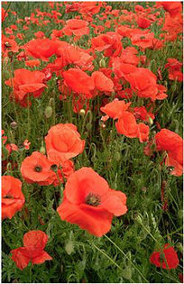 poppies - minuni ale naturii create de Dumnezeu 5