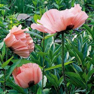 poppy-victorialouise - minuni ale naturii create de Dumnezeu 5