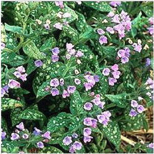 pulmonaria-mrsmoon