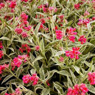 pulmonaria-raspberryice3 - minuni ale naturii create de Dumnezeu 5