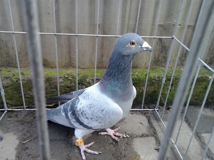 m 2009 belg Vanbruaene 100 % - noi achiziti