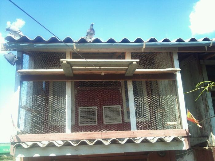 AICI STA DE 9 ANI LOTUL IZDREA PETRE