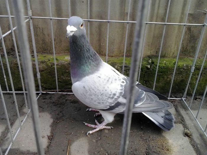 2013-11-30 14.33.38 - noi achiziti