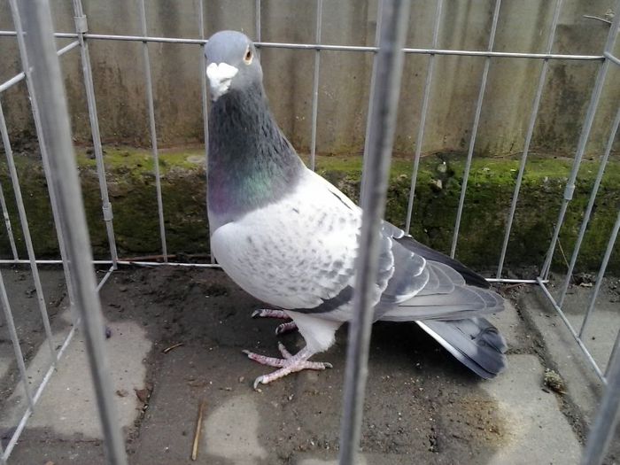 2013-11-30 14.33.39 - noi achiziti