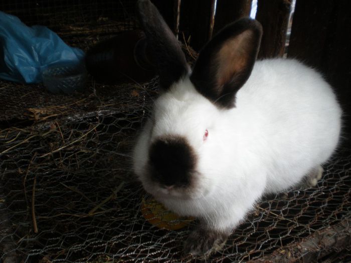 Femeluta promitatoare(4,5 luni)