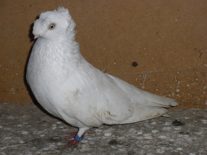 CIMG2610 - m---PORUMBEI VANDUTI