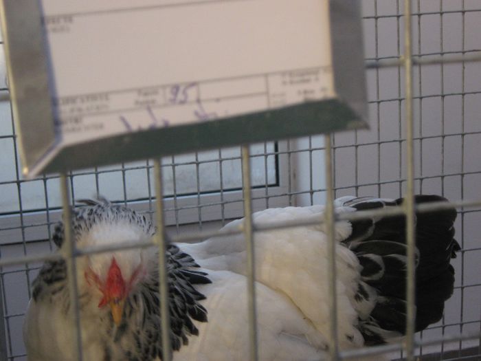 IMG_3580 - Copie - Copie - Copie