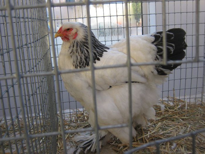 IMG_3581 - Copie - Copie