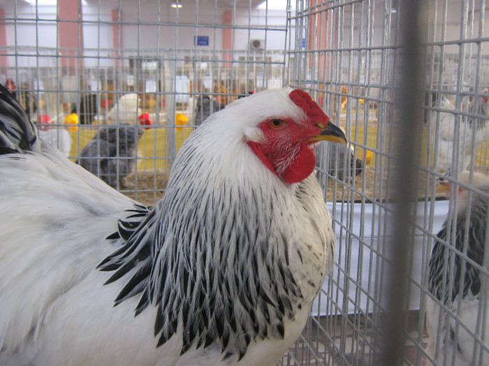 IMG_3584 - Copie - Copie - Copie