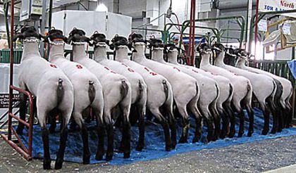 ISF-Sale-2010-IMG_1740_sm - Aducem la comanda Berbeci si Oi de Rasa Suffolk