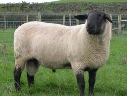 sire-selection - Aducem la comanda Berbeci si Oi de Rasa Suffolk