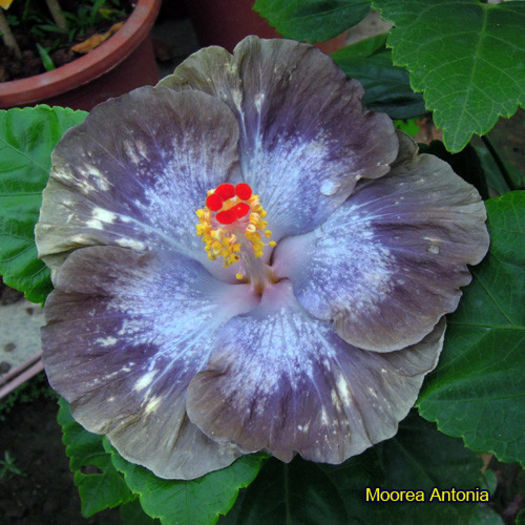 Moorea Antonia - SEMINTE DE HIBISCUS TROPICAL editie foarte limitata NOIEMBRIE 2013   TERMINATE