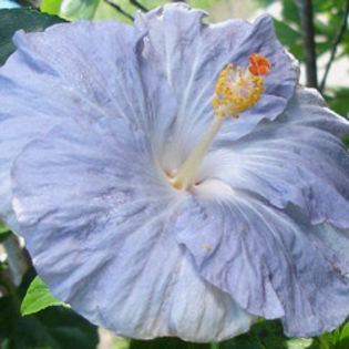 Moorea Mamie Blue (2) - SEMINTE DE HIBISCUS TROPICAL editie foarte limitata NOIEMBRIE 2013   TERMINATE