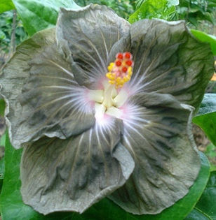 Moorea Revelation - SEMINTE DE HIBISCUS TROPICAL editie foarte limitata NOIEMBRIE 2013   TERMINATE