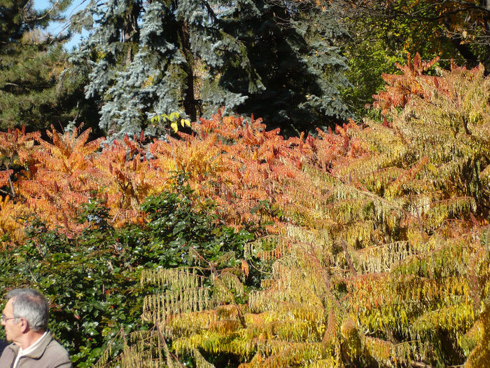 P1110065 - 33 TOAMNA 2 BRASOV 2013