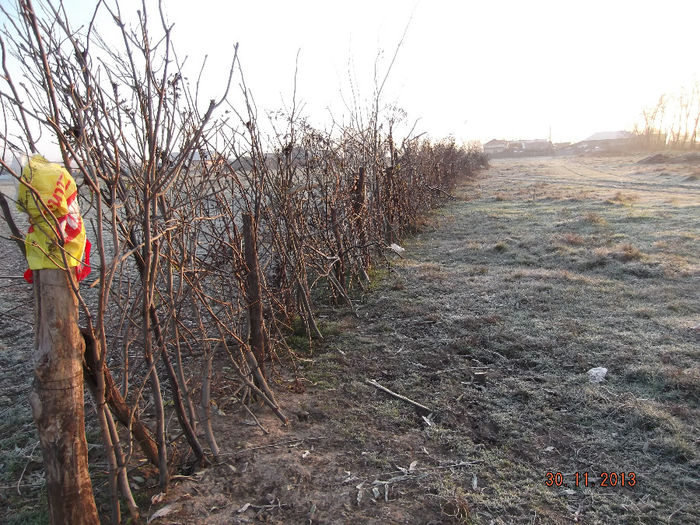 parazapezi; Pe rindul de craci am plantat 150 fire salcioara,iar pe laga gard am pus 2 randuri de gladita,asa poate voi rezolva probl. vantului si zapezii
