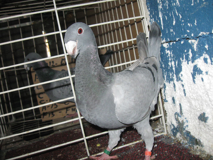 Femela  2013