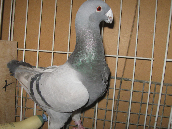 Femela 2009.G.